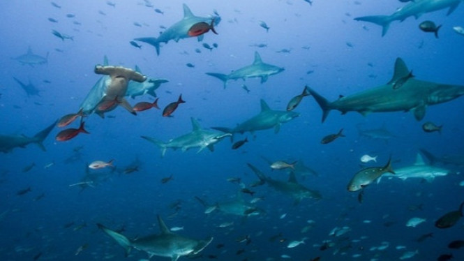 Jalur ‘Jalan Raya’ Hiu Dan Ikan Lainnya Ditemukan di Pasifik