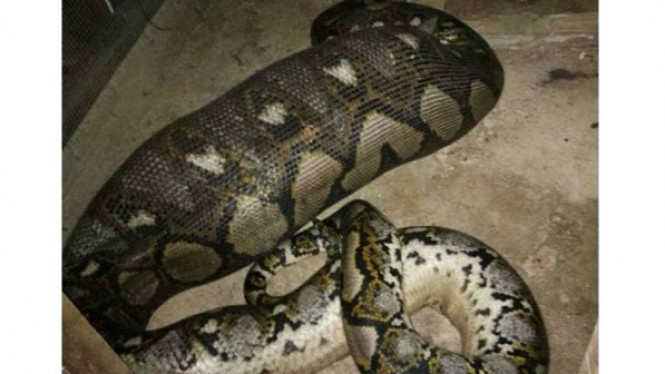 Usai Kekenyangan, Piton dengan Perut Besar Itu Melingkar