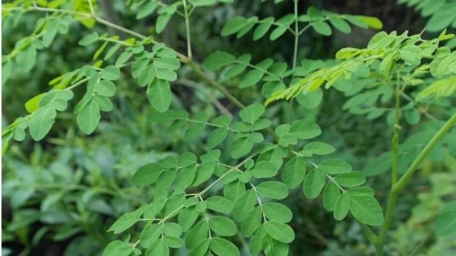 Manfaat Daun Kelor untuk Kesuburan Pria, Ternyata Begini Efeknya