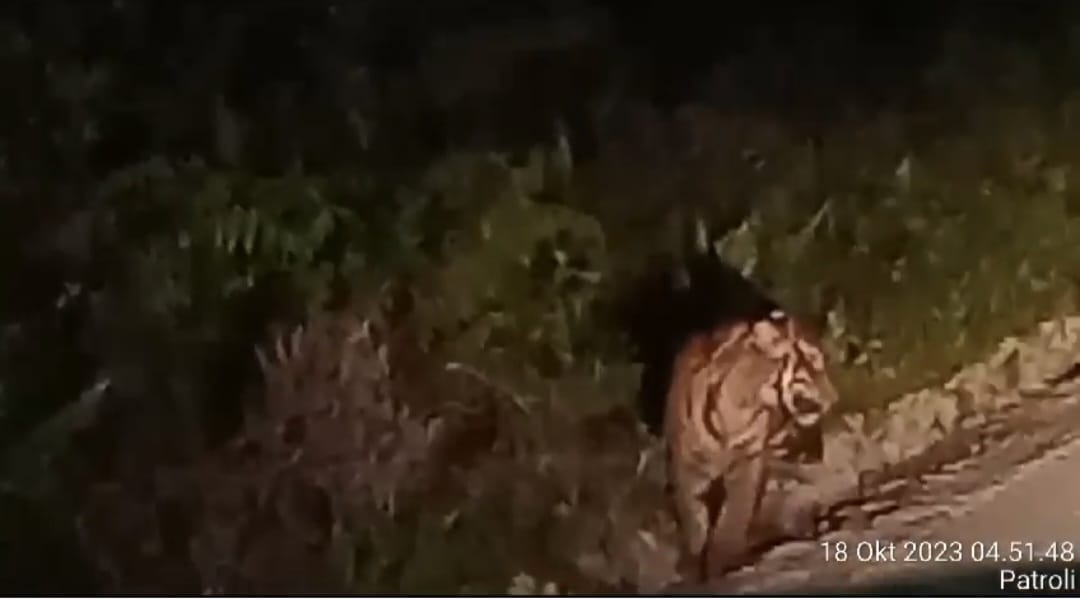 Harimau Muncul di KM 14 Pusako, KSDA Riau Pasang Kamera Trap