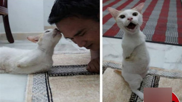 Miris, Kaki Kucing Ini Dipotong Hanya Karena Mencuri Ikan