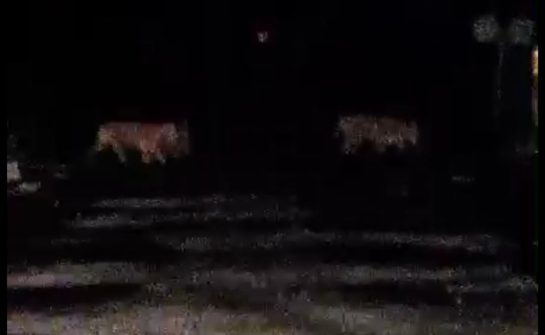 Beredar Video Penampakan Harimau Sumatera di Pelalawan, BBKSDA Riau Minta Warga Waspada