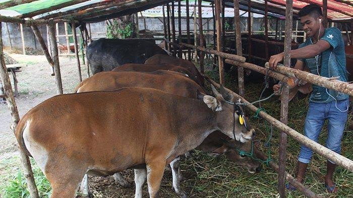 Jelang Idul Adha Distankan Sudah Periksa 3.000 Hewan Kurban Masuk Pekanbaru