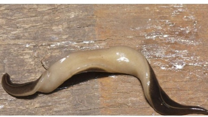 Lintah Ini Sangat Mematikan, Apa Ciri-cirinya?