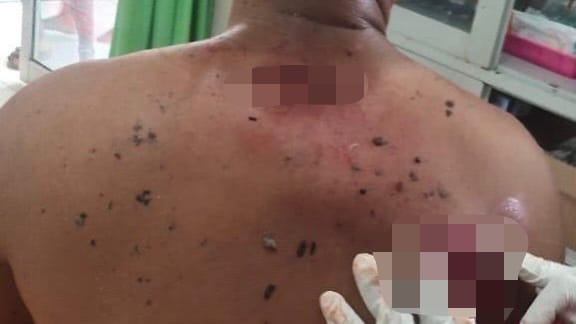 Gajah Sumatera Serang Warga di Kabupaten Pelalawan