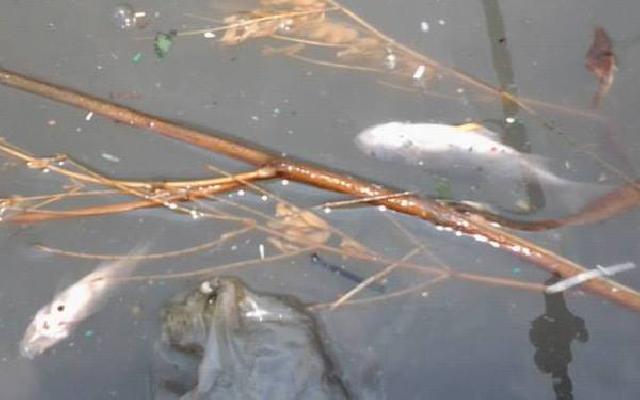 Ikan Mati di Sungai Kerumutan Bukan Karena Limbah Perusahaan