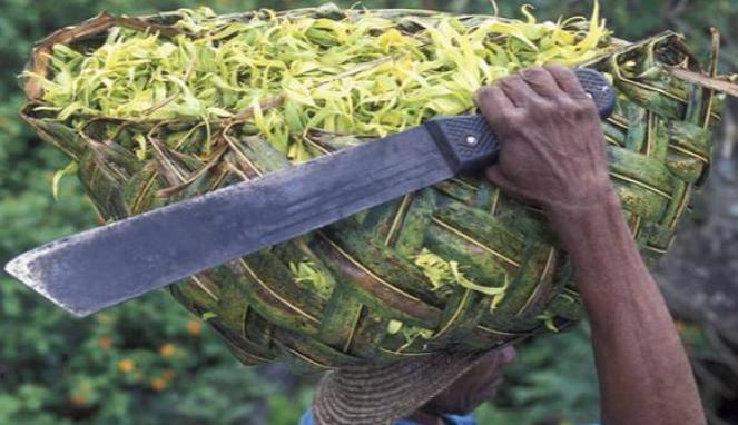 Berikut 12 Fakta Unik Bunga Kenanga, Kamu Bakal Penasaran