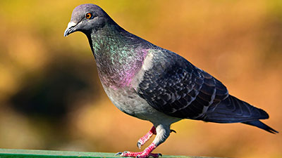 10 Hewan dengan Pendengaran Terbaik