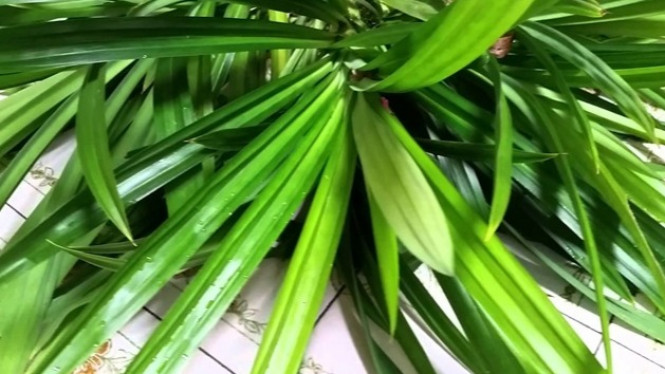 Ini Dia Manfaat Daun Pandan untuk Asam Urat
