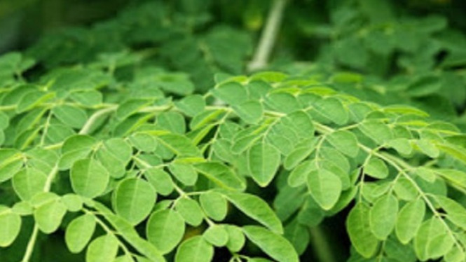 Hilangkan Asam Urat Hingga Tuntas dengan Daun Kelor