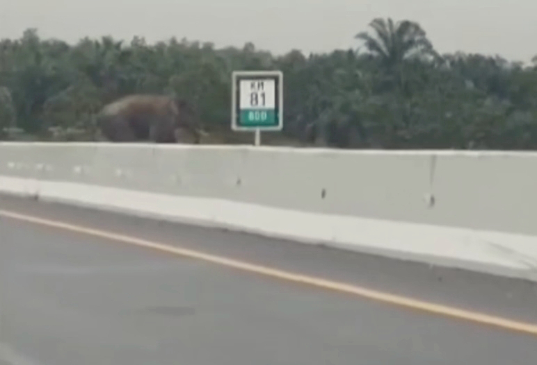 Viral Gajah Seberangi Tol Pekanbaru-Permai, Ini Penjelasan BBKSDA Riau