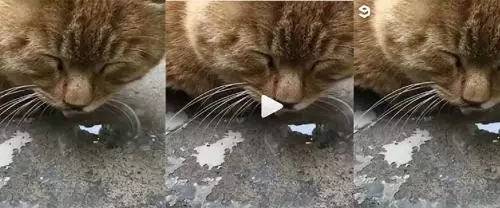 Kucing Tidur Sampai Ngiler Menggelembung Jadi Viral, Gemas Banget!