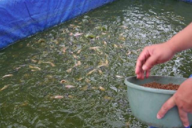 Masyarakat Siak Kini Buat Pakan Ikan Sendiri