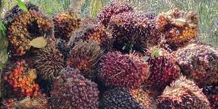 Harga TBS Sawit Mitra Swadaya di Riau Capai Rp3.650 per Kilogram