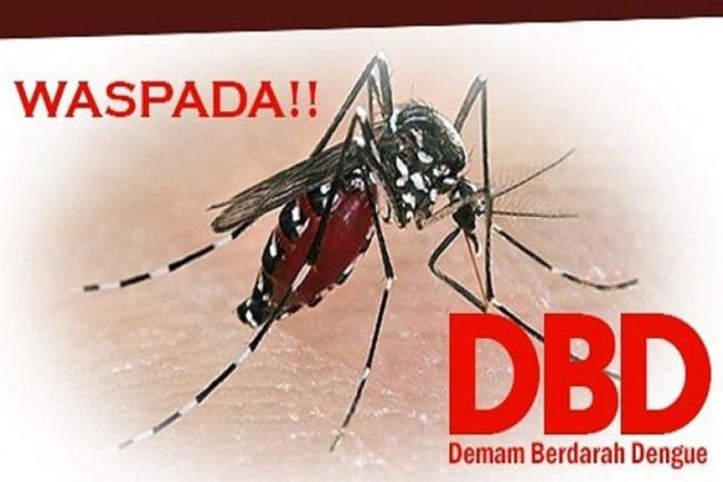 Waduh! Kecamatan Tenayan Raya Tertinggi Kasus DBD