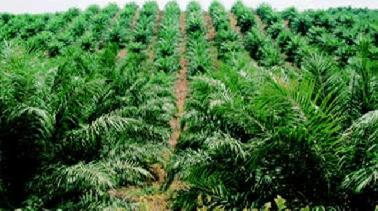 Perangkat Desa Gampong Kuta Pangwa Diduga Zalimi Warga