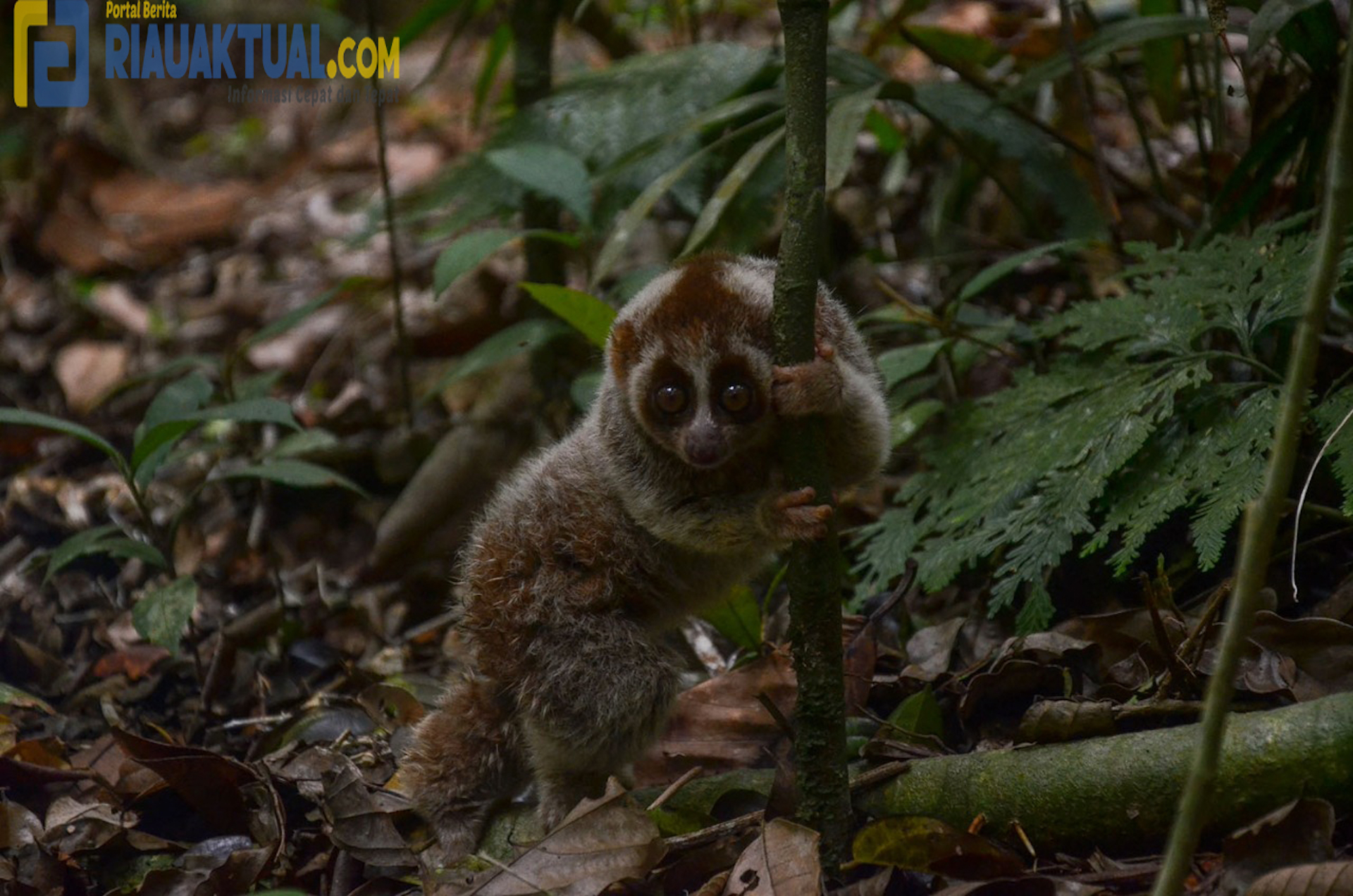 Delapan Ekor Kukang Dilepasliarkan Ke Hutan Konservasi BBKSDA Riau