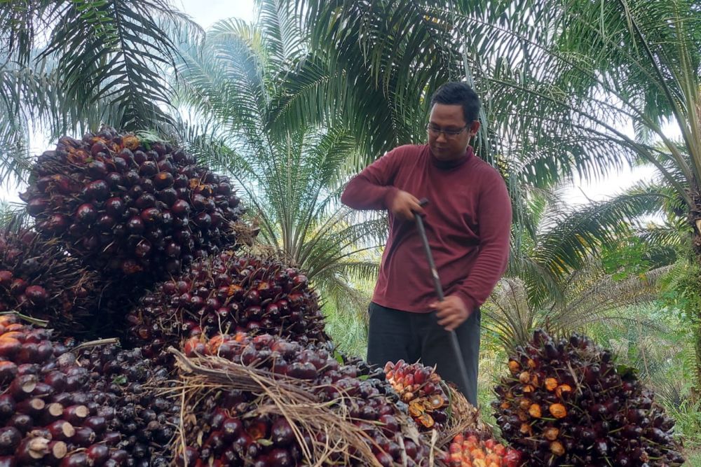 Dilema Petani Sawit, Hasil Kebun Tak Sesuai dengan Kenaikan Bahan Pokok