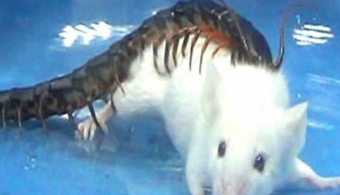 Video Mengerikan Kelabang Membunuh Tikus dalam 30 Detik