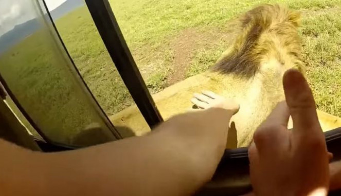Turis Nekat Pegang Kepala Singa di Taman Safari Afrika