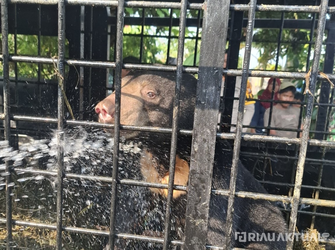 Masuk Permukiman Warga, Beruang Madu Akhirnya Dievakuasi dan Dilepasliarkan Kembali ke Hutan
