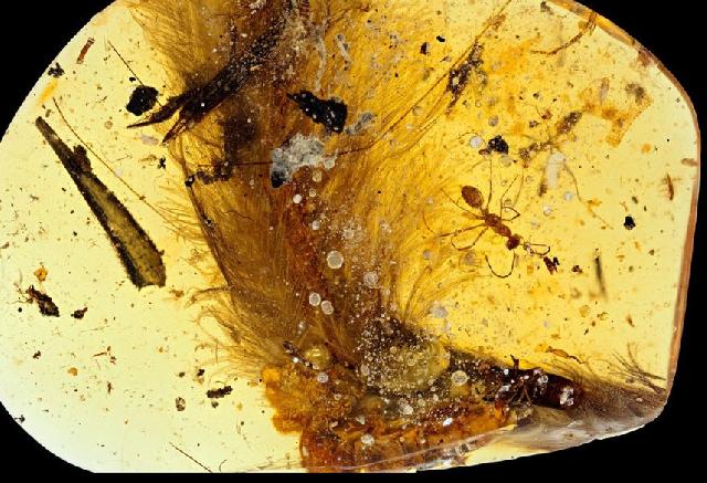 Melihat dari dekat keindahan batu amber yang simpan ekor dinosaurus