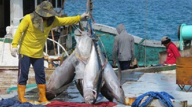 Udang Hingga Tuna RI Rajin Diekspor ke AS dan Jepang