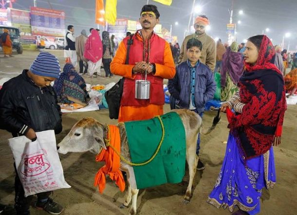 Wow! Urine dan Kotoran Sapi Laris Manis di India, Manfaatnya Tak Terduga