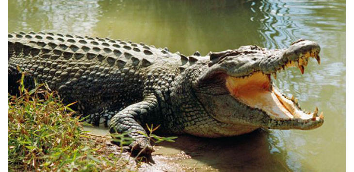 Heboh, Diteror Buaya Putih Penunggu Sungai