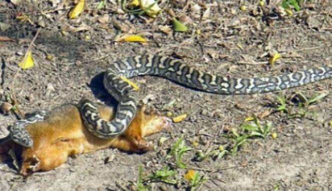 Mengerikan, Saat Ular Piton Melahap Possum Seutuhnya