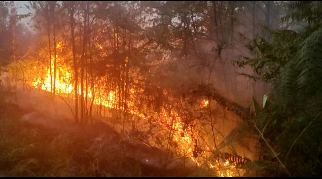 Hutan dan Lahan di Desa Suka Maju Rohul Alami Kebakaran Hebat