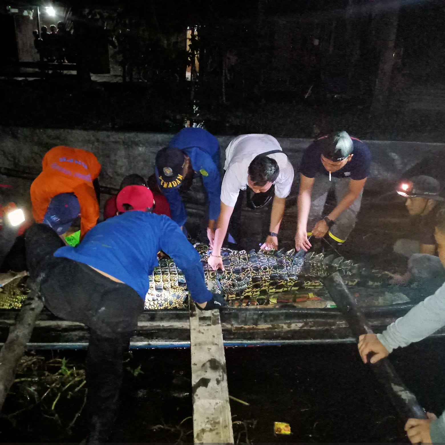 Buaya Sepanjang 4,5 Meter Berhasil Dievakuasi Tim Damkar Inhil