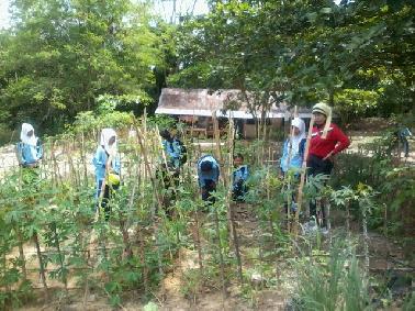 Ini Cara SMPN 24 Pekanbaru Ciptakan Sekolah Hijau