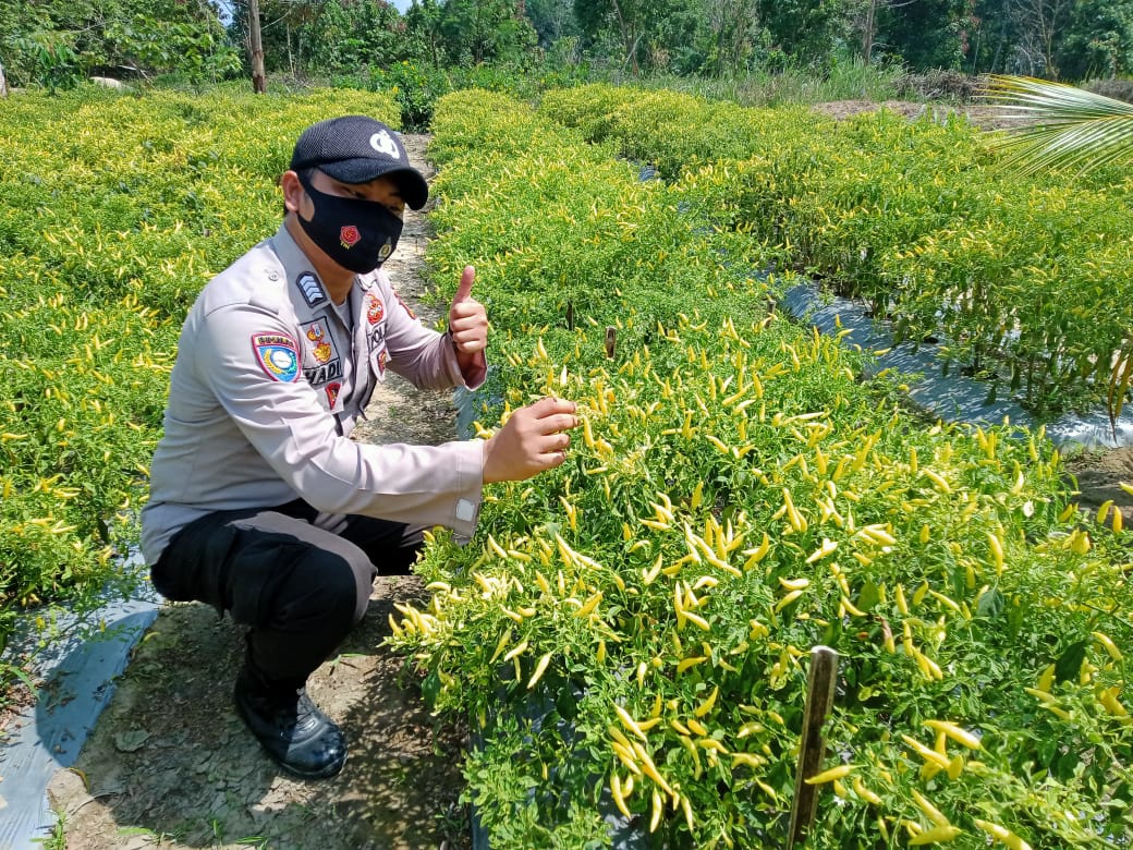 Polsek Bunut Lakukan Pengecekan Program Kampung Tangguh