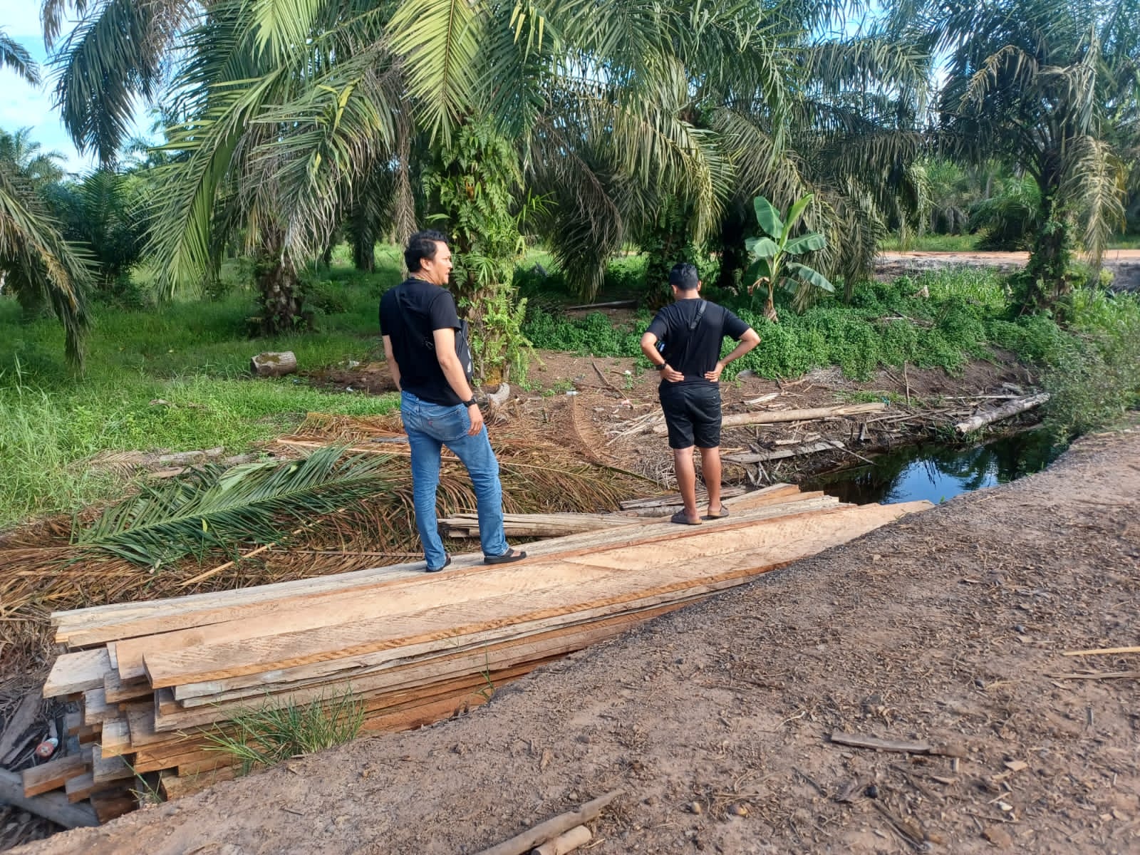 Polsek Bangko Amankan Puluhan Ton Kayu Ilegal Logging
