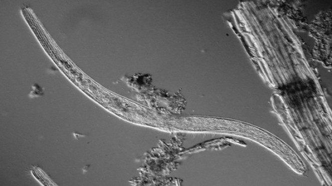 Inilah Hewan Kecil yang Bergerak Lebih Cepat dari Cheetah