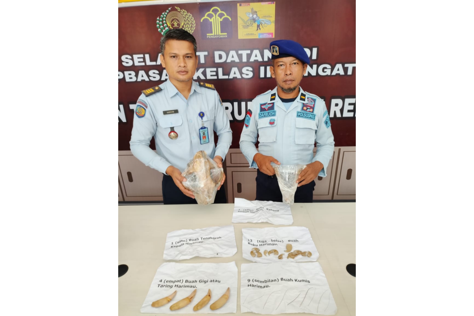 Rupbasan Rengat Terima Barang Bukti Tengkorak dan Tulang Belulang Harimau Hasil Jeratan