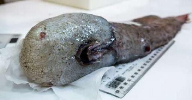 Unik, Ikan Langka Tanpa Wajah Ditemukan Setelah 100 Tahun Hilang