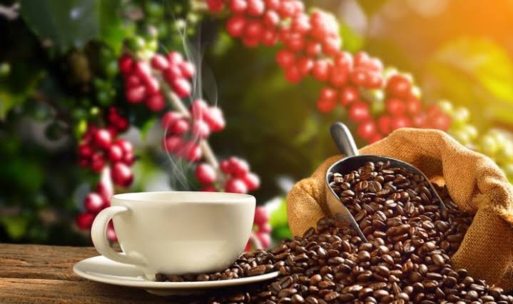 Kalau Kondisi Lingkungan Tak Berubah, Kopi Bisa Punah?