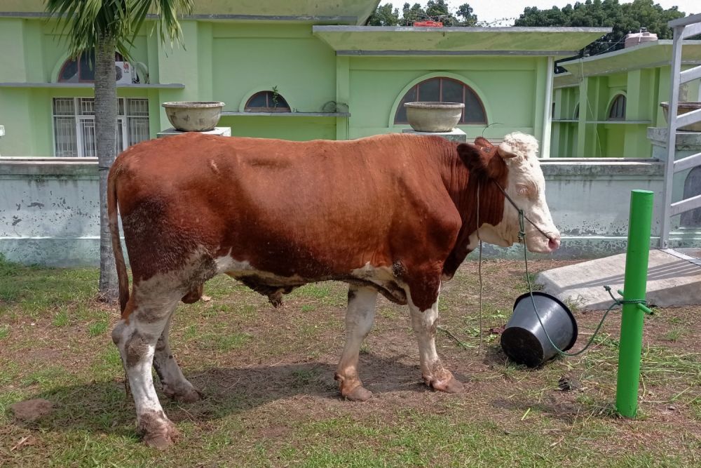 Pemprov Riau Siapkan 4 Alternatif Sapi Kurban Bantuan Presiden