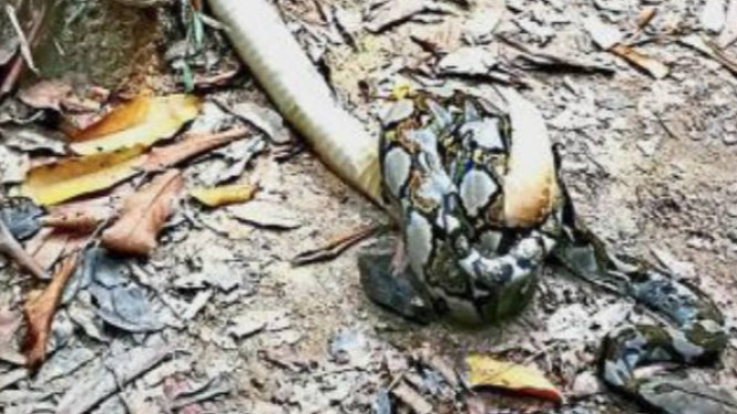 Heboh Pertarungan Piton vs King Kobra di Jalur Hiking