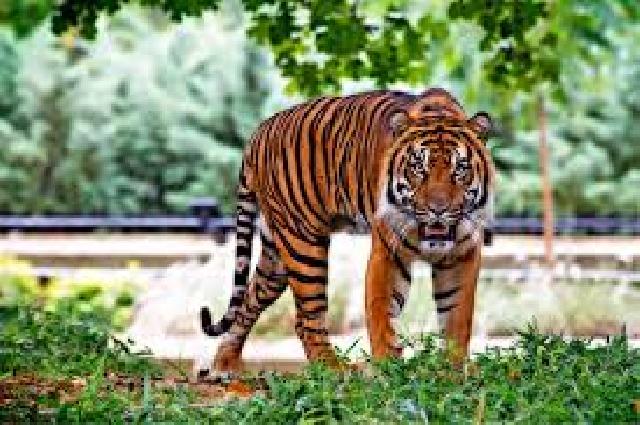 Nenek tewas dimangsa harimau