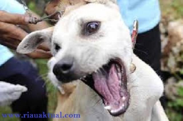2.100 Ekor Hewan Penyebar Rabies di Pekanbaru Divaksinasi  