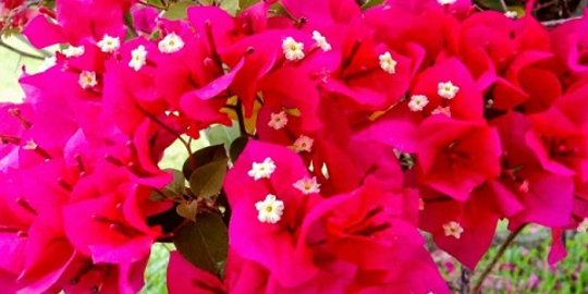 Lima Mitos Tentang Bunga Bougenville yang Belum Diketahui Banyak Orang