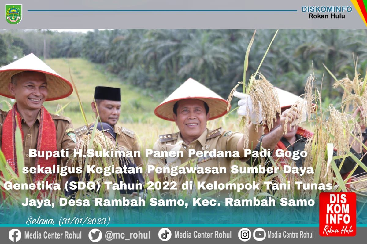 Panen Padi Gogo, Bupati Sukiman Harapkan sebagai Upaya Wujudkan Ketahanan Pangan