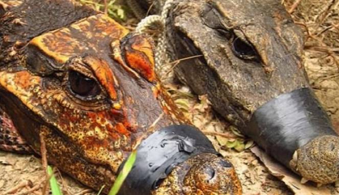 Misteri Buaya Oranye yang Hidup di Dalam Kegelapan