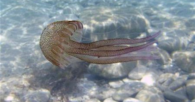 Ubur-Ubur Penyebab Utama Kematian Ikan Salmon, Benarkah?