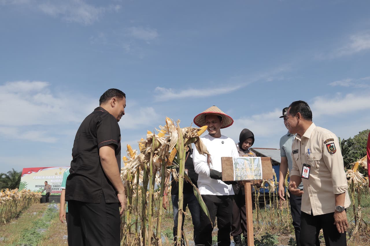 Vidcon Bersama Presiden Prabowo, Wako Pekanbaru Ikuti Panen Raya Jagung Serentak
