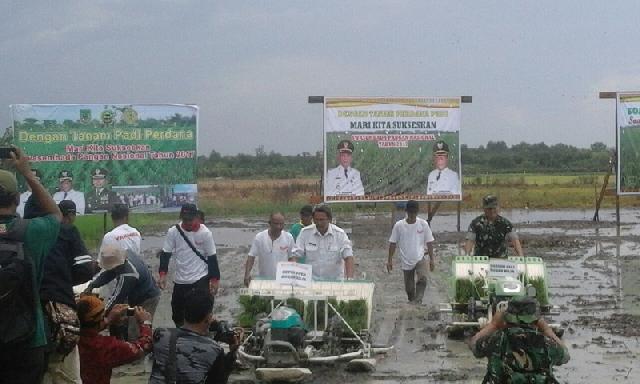 Kodim Dan Wabup Tanam Padi Bersama di Kepenghuluan Bagan Jawa Pesisir