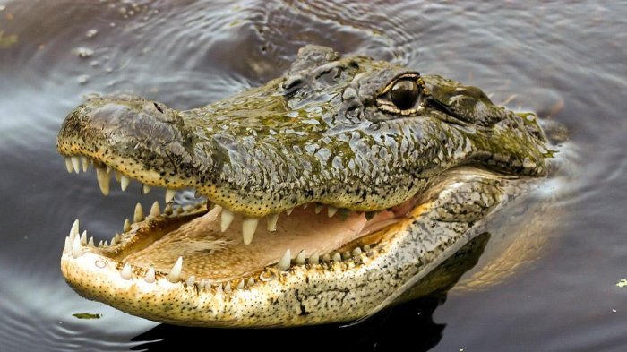 Mabuk Berat, Pria Ini Lepas Baju Lalu Terjun ke Kolam Buaya, Dipikirnya Itu Kolam Renang